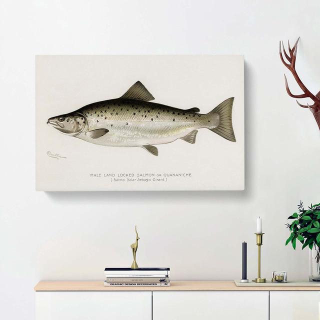 Male Land Locked Salmon by Sherman F. Denton - Wrapped Canvas Painting Print East Urban Home Size: 35cm H x 50cm W x 3cm D on Productcaster.