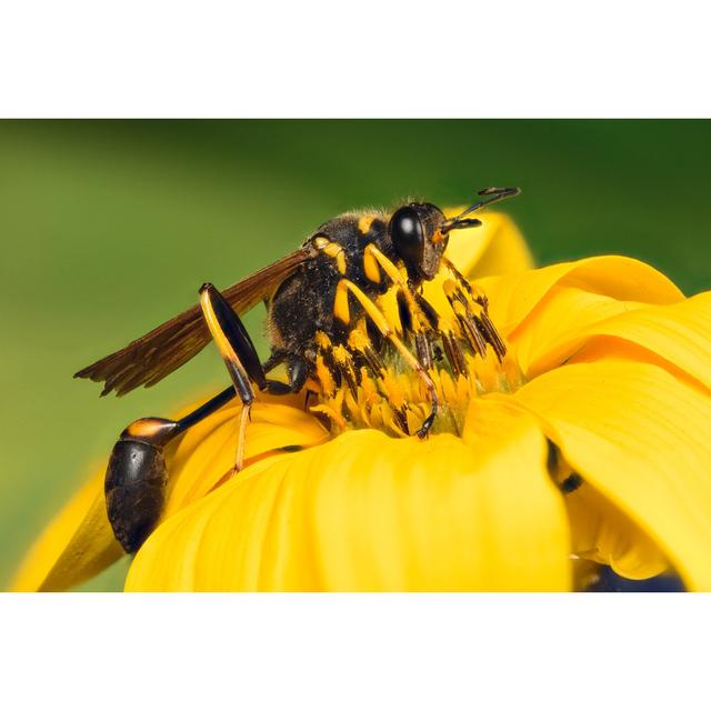 Nauman Black Wasp by ConstantinCornel - Wrapped Canvas Print Latitude Run Size: 20cm H x 30cm W 3.8cm D on Productcaster.