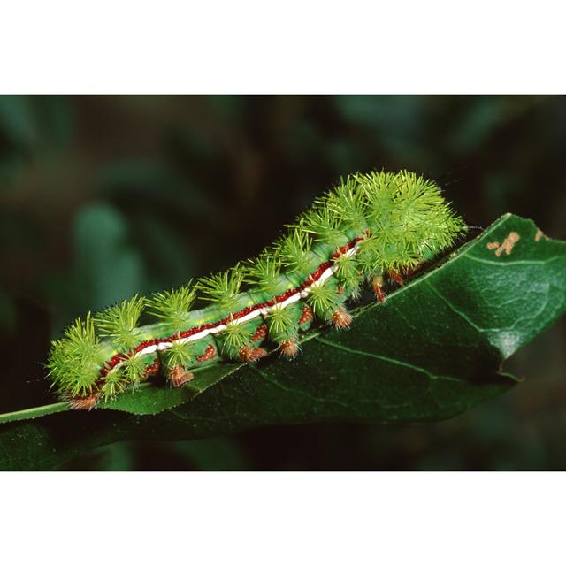 Turberville Io Moth Caterpillar by Weber - Wrapped Canvas Photograph Latitude Run Size: 20cm H x 30cm W x 3.8cm D on Productcaster.