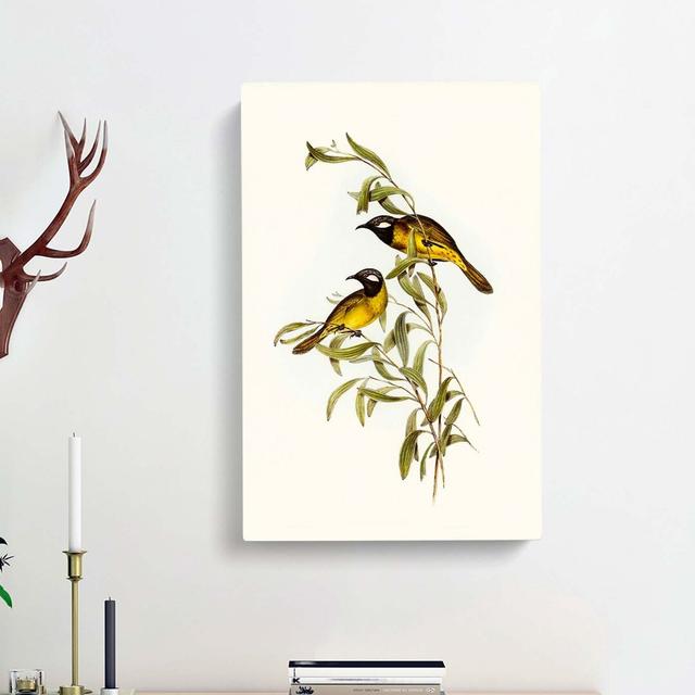 White Eared Honeyeaters by Elizabeth Gould - Wrapped Canvas Painting East Urban Home Size: 50cm H x 35cm W x 3cm D on Productcaster.