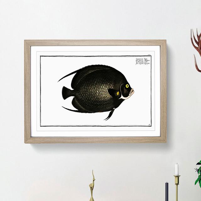 Variegated Angel-Fish by M.E. Bloch - Picture Frame Painting Print East Urban Home Frame Option: Oak Framed, Size: 27cm H x 36cm W x 2cm D on Productcaster.