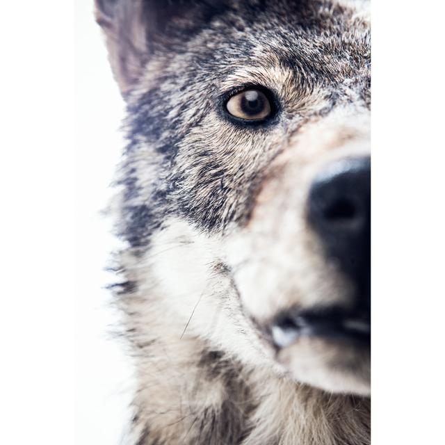 Das Gesicht eines Wolfes von RyanJLane - Drucken Alpen Home Größe: 120 cm H x 80 cm B on Productcaster.