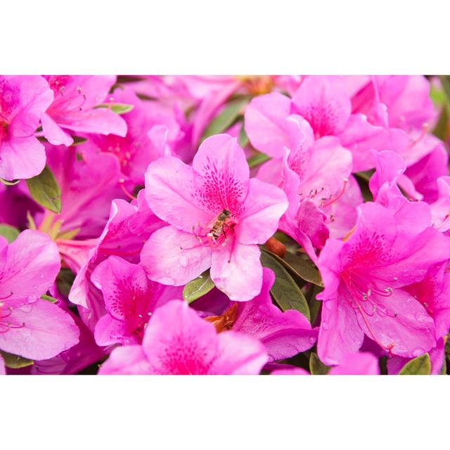 Blooming Pink Azalea by Mamahoohooba - Wrapped Canvas Print 17 Stories Size: 30cm H x 46cm W on Productcaster.