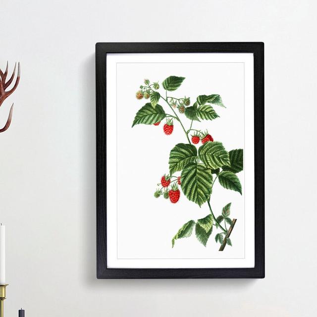 Raspberry Plant by Pierre-Joseph Redoute - Picture Frame Painting Print East Urban Home Size: 48cm H x 36cm W x 2cm D, Frame Option: Black Framed on Productcaster.