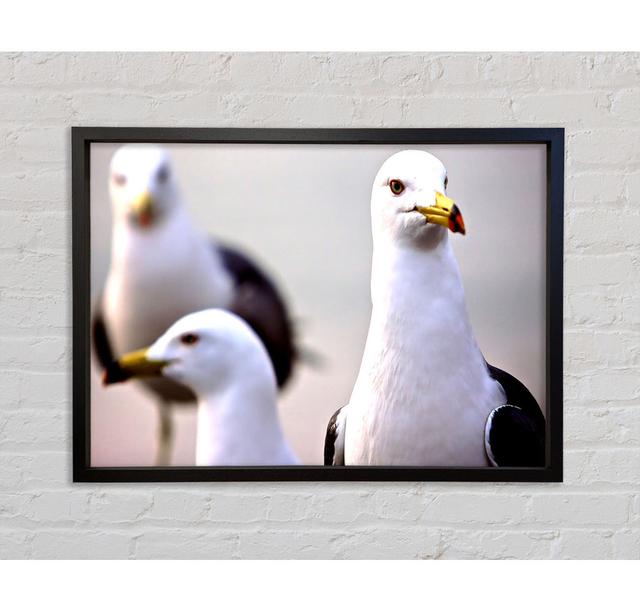 Curious Seagull - Single Picture Frame Art Prints on Canvas Bright Star Size: 59.7cm H x 84.1cm W x 3.3cm D on Productcaster.