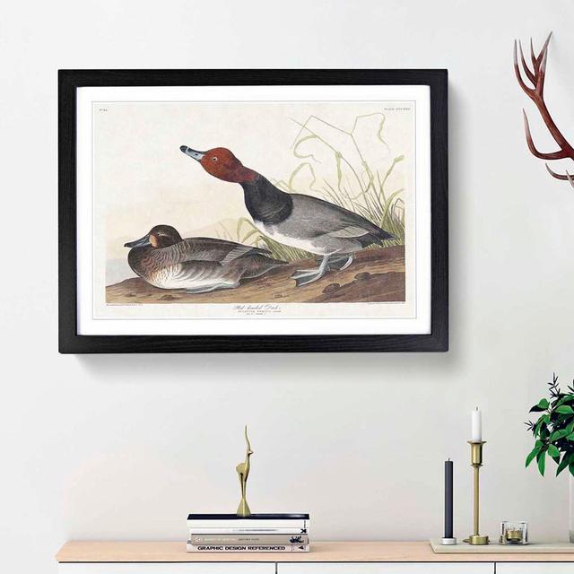 Red-Headed Duck by John James Audubon - Picture Frame Painting Print East Urban Home Size: 48cm H x 65cm W x 2cm D, Frame Option: Black Framed on Productcaster.