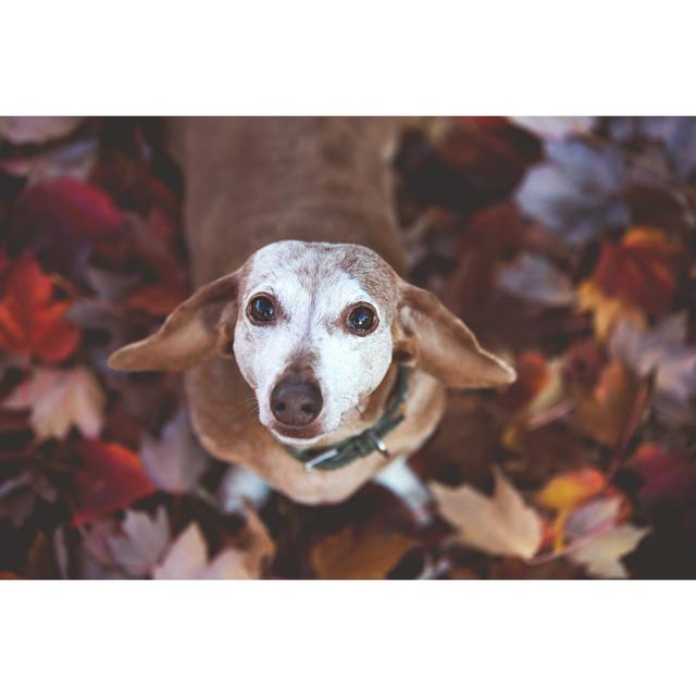 Dachshund Looking Up At Camera In Autumn Leaves by Ktmoffitt - Print 17 Stories Size: 61cm H x 91cm W on Productcaster.