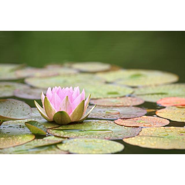 Pink Water Lily - Wrapped Canvas Art Prints ClassicLiving Size: 51cm H x 76cm W on Productcaster.