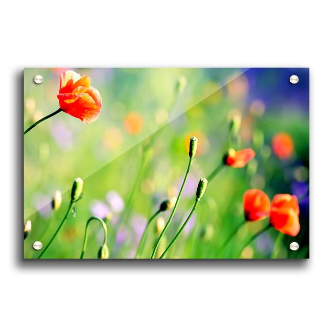 Poppies Meadow 2 Flowers - Unframed Photograph Print on Acrylic East Urban Home Size: 29.7cm H x 42cm W on Productcaster.