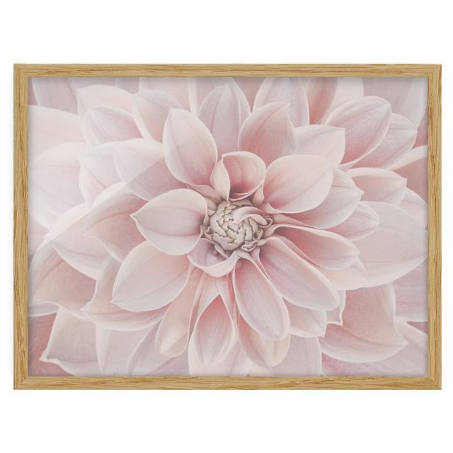 Dahlia in Powder Pink - Picture Frame Graphic Art Ebern Designs Frame Option: Brown Framed, Size: 40cm H x 55cm W x 2cm D on Productcaster.