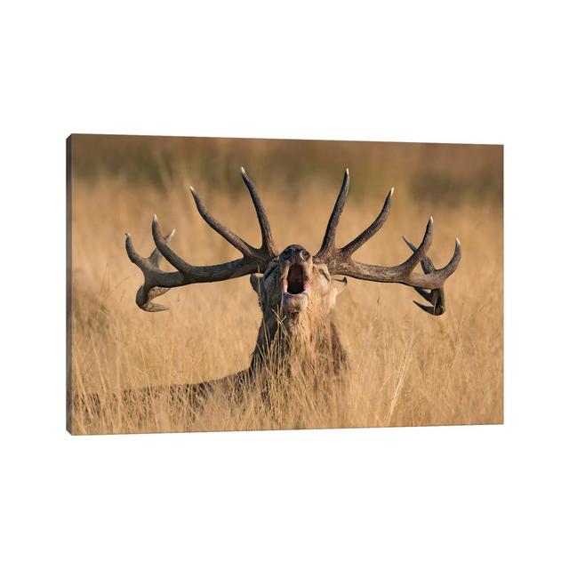 Ready To Rut by Kutub Uddin - Wrapped Canvas Gallery-Wrapped Canvas Giclée Alpen Home Size: 30.48cm H x 45.72cm W x 1.90cm D on Productcaster.