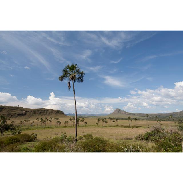 Gosta Palm In Maytreia Garden - Wrapped Canvas Photograph Pergo Classics Size: 30cm H x 46cm W x 3.8cm D on Productcaster.