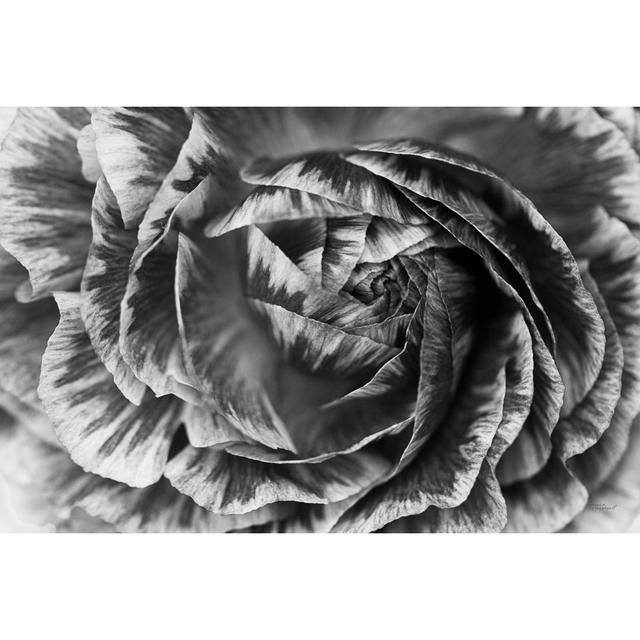 Ranunculus Abstract VI BW by Laura Marshal - Wrapped Canvas Art Prints Latitude Run Size: 30cm H x 46cm W x 3.8cm D on Productcaster.