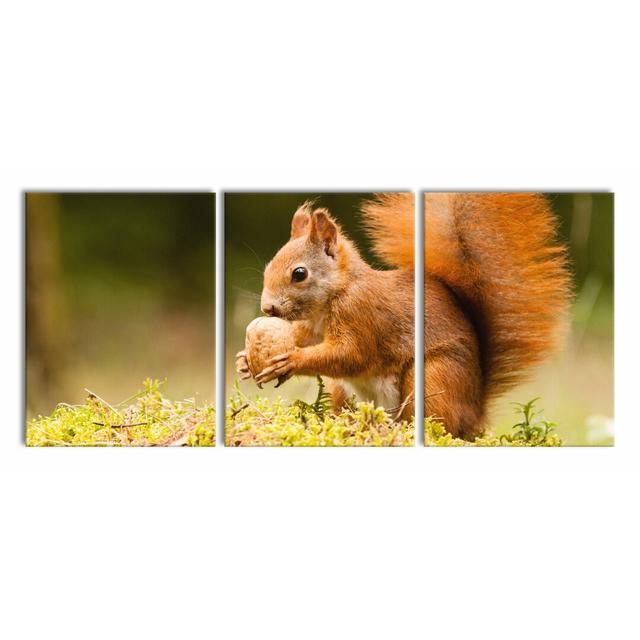 Squirrel with a Nut Photographic Art Print Multi-Piece Image on Canvas East Urban Home Size: 80cm H x 180cm W on Productcaster.