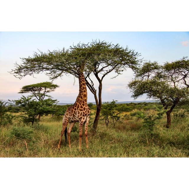 Giraffe In Kruger National Park, South Africa by Evenfh - Wrapped Canvas Print Ebern Designs Size: 61cm H x 91cm W on Productcaster.