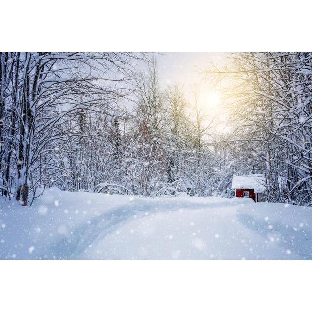 Winter Forest - Wrapped Canvas Photograph Alpen Home Size: 61cm H x 91cm W x 3.8cm D on Productcaster.