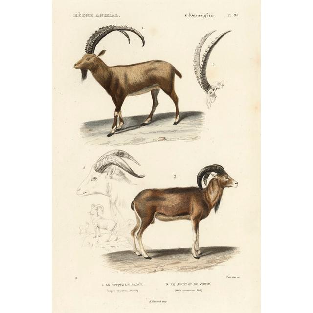 Antique Antelope And Ram Study by N. Remond - Wrapped Canvas Painting August Grove Size: 76cm H x 51cm W on Productcaster.