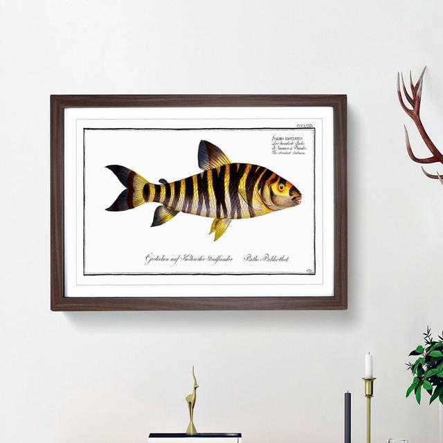 Streaked Salmon Fish by M.E. Bloch - Picture Frame Art Print East Urban Home Frame Option: Walnut Framed, Size: 48cm H x 65cm W x 2cm D on Productcaster.