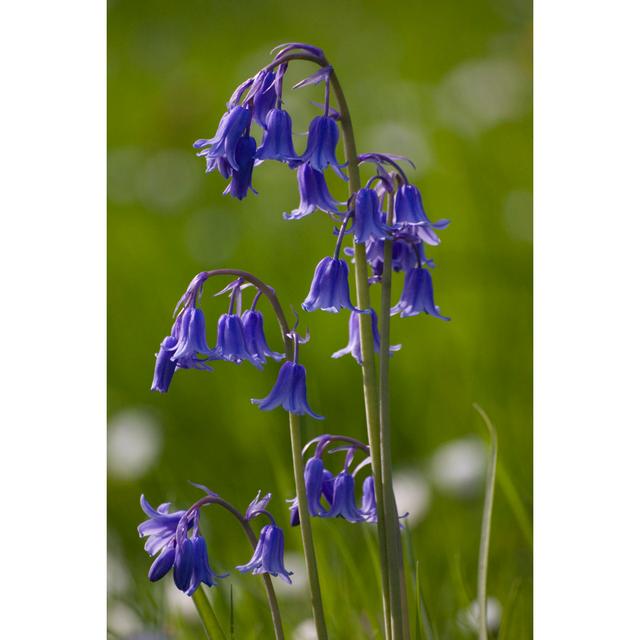 Close-up Of Bluebells by Ailanlee - Wrapped Canvas Print Latitude Run Size: 46cm H x 30cm W on Productcaster.