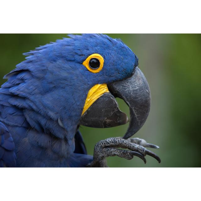 Hyacinth Macaw (Anodorhynchus Hyacinthinus) - Wrapped Canvas Photograph Pergo Classics Size: 20cm H x 30cm W x 3.8cm D on Productcaster.