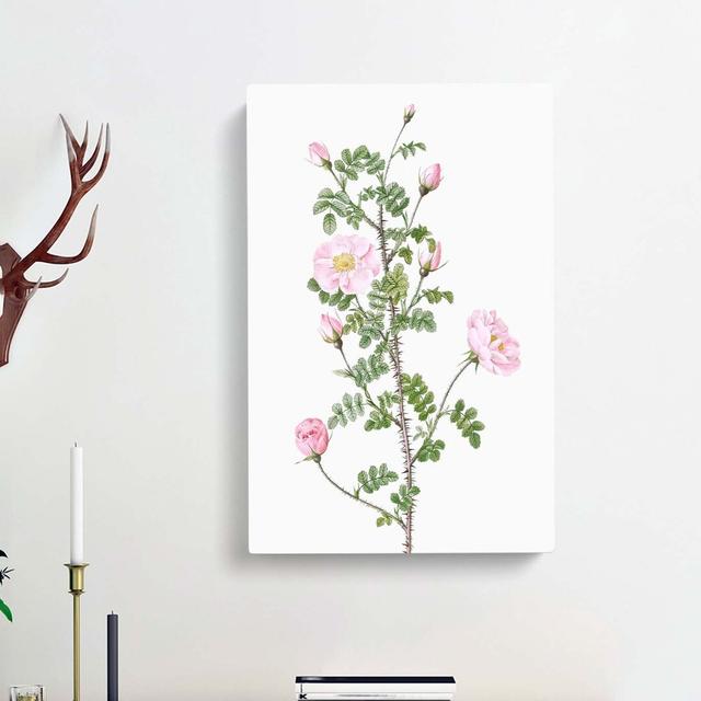 Pink Scotch Briar in Pink by Pierre-Joseph Redoute - Wrapped Canvas Painting Print East Urban Home Size: 76cm H x 50cm W x 3cm D on Productcaster.