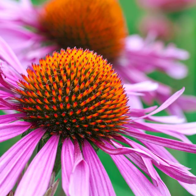 Echinacea - Wrapped Canvas Print 17 Stories Size: 76cm H x 76cm W x 3.8cm D on Productcaster.