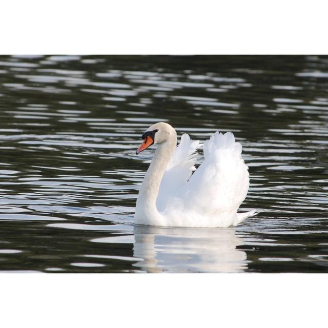 Swan Lake by Nikonphotog - Wrapped Canvas Photograph Latitude Run Size: 20cm H x 30cm W on Productcaster.