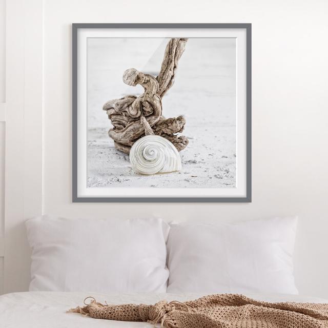 Picture With Frame - White Snail Shell And Burl Wood - Square 1:1_Matte Highland Dunes Frame Option: Grey, Size: 70cm H x 70cm W x 2cm D on Productcaster.