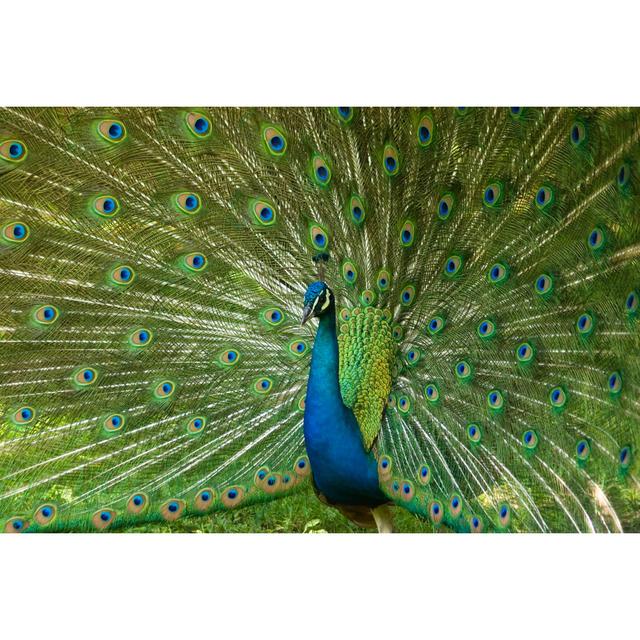 Bold Peacock - Wrapped Canvas Photograph 17 Stories Size: 30cm H x 46cm W x 3.8cm D on Productcaster.