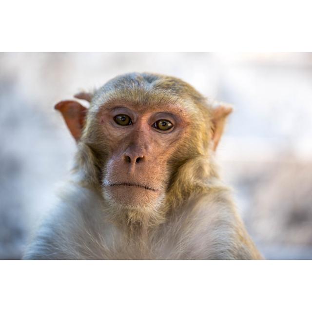 Rhesus Macaque by Goddard_Photography - No Frame Art Prints on Canvas 17 Stories Size: 81cm H x 122cm W on Productcaster.