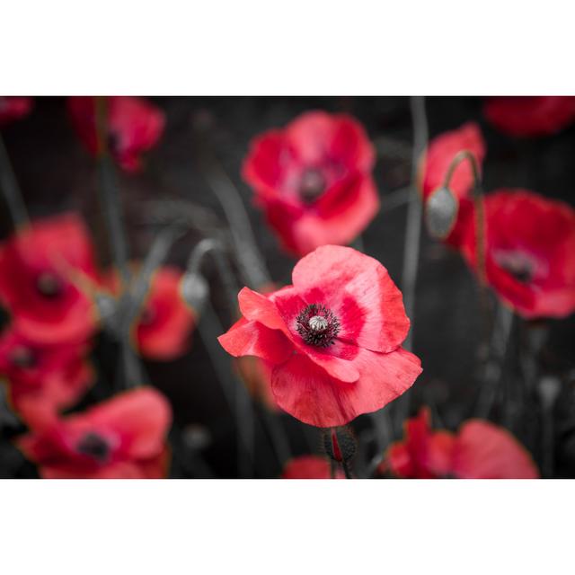 Fresh Wild Poppies by Coldsnowstorm - Wrapped Canvas Print 17 Stories Size: 30cm H x 46cm W on Productcaster.