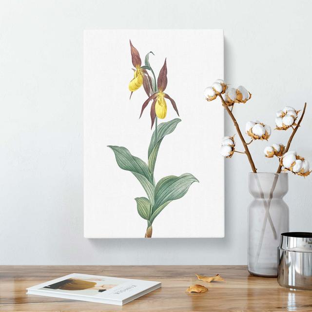 Lady's Slipper Orchid by Pierre-Joseph Redoute - Wrapped Canvas Art Print East Urban Home Size: 50cm H x 35cm W x 3cm D on Productcaster.