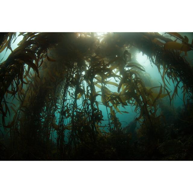 Hammett Kelp Forest by Velvetfish - Wrapped Canvas Print Alpen Home Size: 20cm H x 30cm W x 3.8cm D on Productcaster.