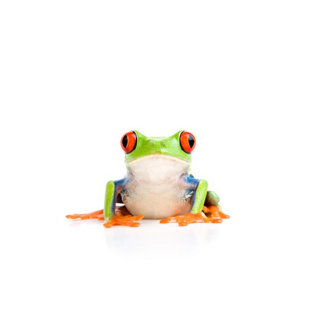 Green Tree Frog with Red Eyes Isolated on White - Wrapped Canvas Photograph Bay Isle Home Size: 20Cm H x 30Cm W on Productcaster.