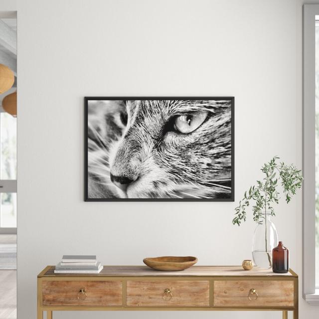 Gerahmtes Wandbild Katze mit blauen Augen East Urban Home Größe: 70 cm H x 100 cm B on Productcaster.