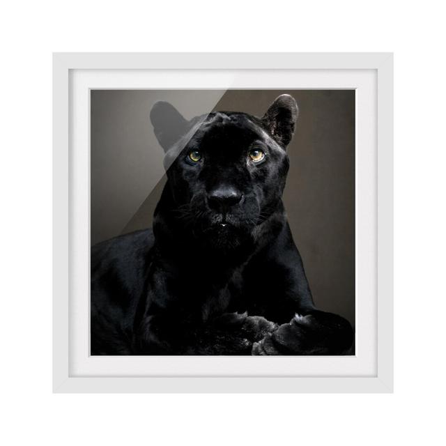 Black Puma Framed Photographic Art Print East Urban Home Size: 70cm H x 70cm W, Frame Options: Matt white on Productcaster.