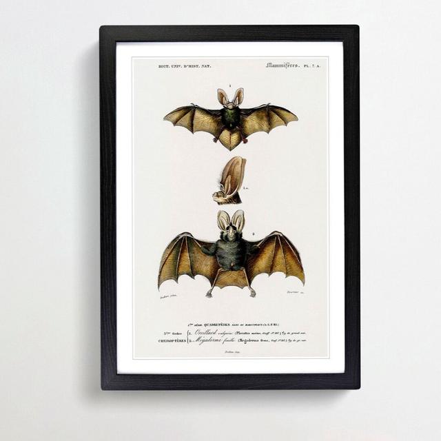 Long-Eared Bat by Charles d' Orbigny - Picture Frame Painting Print on MDF East Urban Home Size: 65cm H x 48cm W x 2cm D, Frame Option: Black Framed on Productcaster.