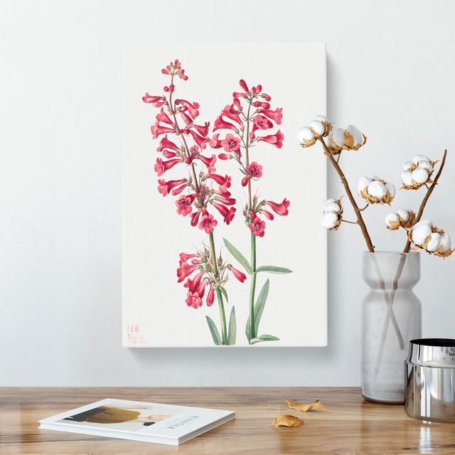 Parry's Penstemon by Mary Vaux Walcott - Wrapped Canvas Painting East Urban Home Size: 50cm H x 35cm W x 3cm D on Productcaster.