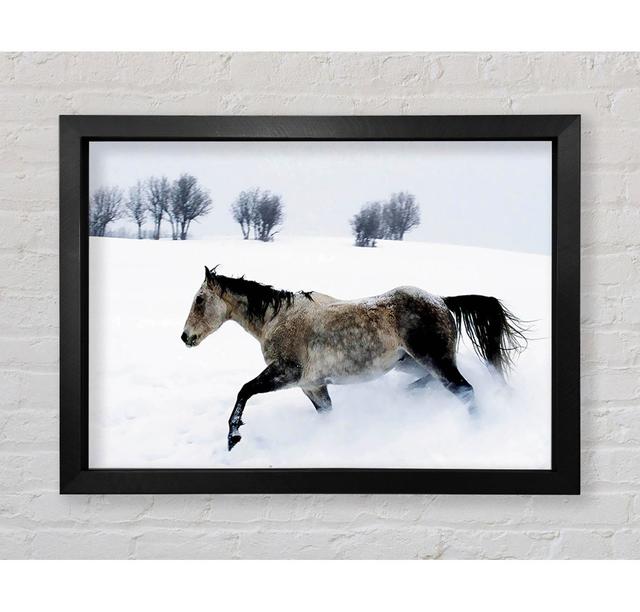 Stallion In The Snow - Single Picture Frame Art Prints Bright Star Size: 42cm H x 59.7cm W x 3.4cm D on Productcaster.