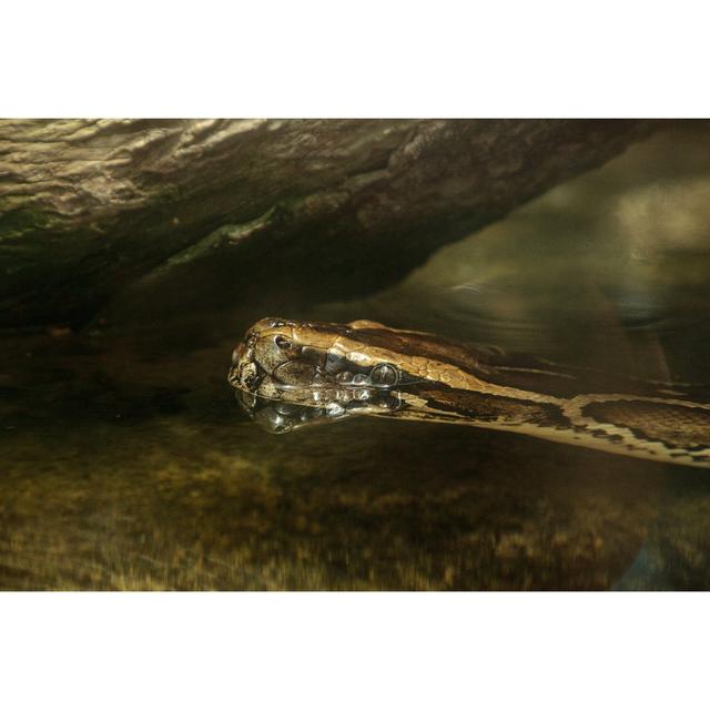 Burmese Python by LagunaticPhoto - Wrapped Canvas Print 17 Stories Size: 61cm H x 91cm W on Productcaster.