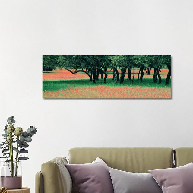 Indian Paintbrushes and Scattered Oaks, Texas Hill Co, Texas, USA - Wrapped Canvas Panoramic Photograph Rosalind Wheeler Size: 40.64cm H x 121.92cm W on Productcaster.