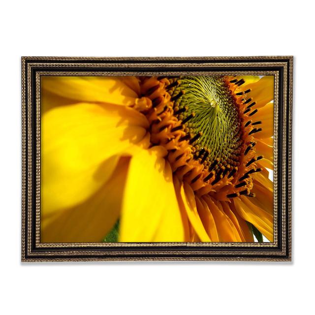 Sunflower Side Framed Print August Grove Size: 59.7cm H x 84.1cm W on Productcaster.