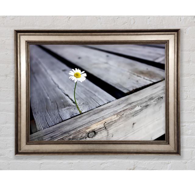 Single Picture Frame Art Prints Bright Star Size: 84.1cm H x 142.2cm W on Productcaster.