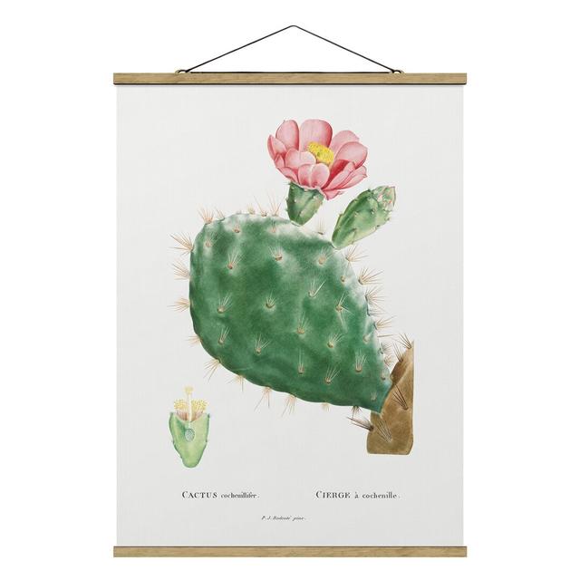 Botany Vintage Illustration Cactus Pink Blossom - Graphic Art Print Latitude Vive Size: 133.5cm H x 100cm W x 0.3cm D on Productcaster.