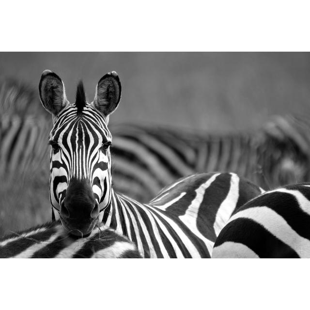 Zebra by WLDavies - Print Latitude Run Size: 81cm H x 122cm W on Productcaster.