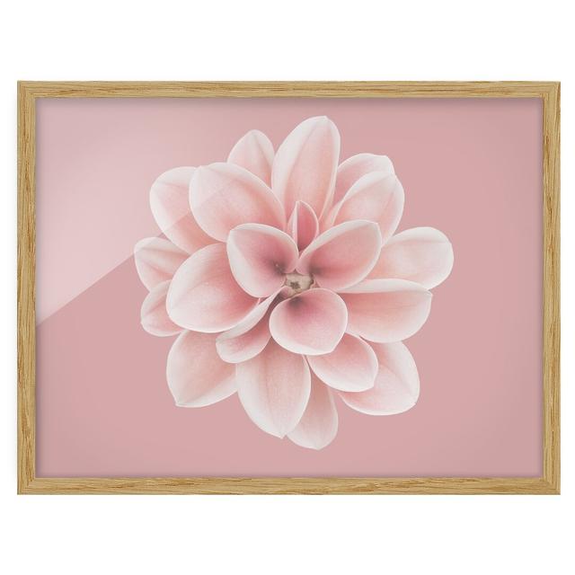 Dahlia Pink Blush Flower Centered - Picture Frame Graphic Art Ebern Designs Frame Option: Brown Framed, Size: 70cm H x 100cm W x 2cm D on Productcaster.