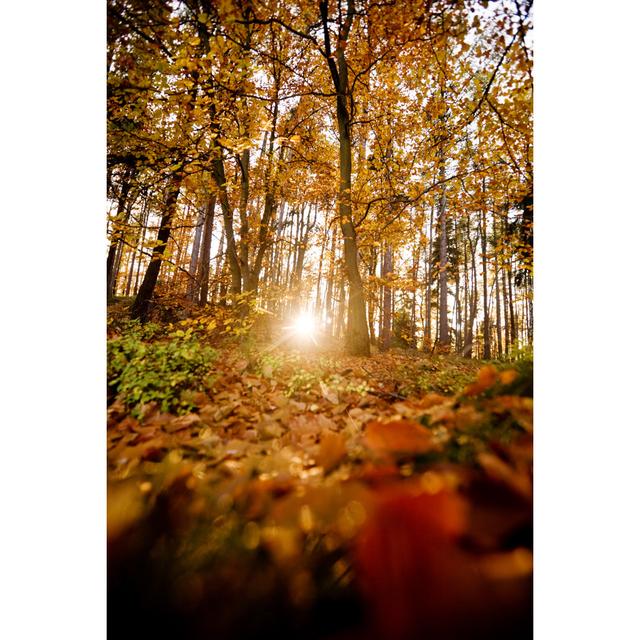 Autumn Forest - Wrapped Canvas Art Prints Alpen Home Size: 76cm H x 51cm W x 3.8cm D on Productcaster.