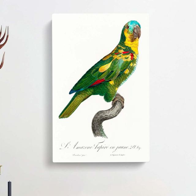 The Turquoise-Fronted Amazon Parrot by F. Levaillant - Wrapped Canvas Painting East Urban Home Size: 60cm H x 40cm W x 3cm D on Productcaster.