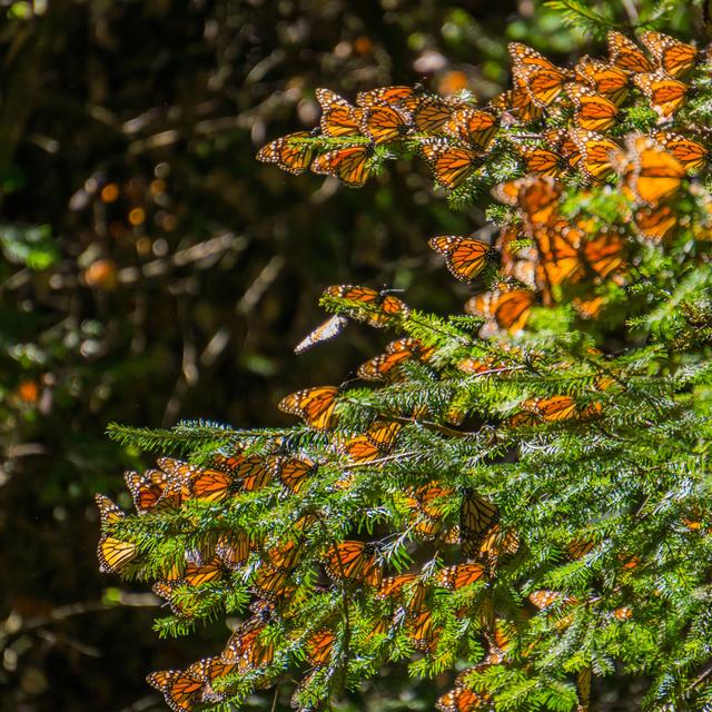 Dedric Monarch Butterflies on Tree Branch - Wrapped Canvas Photograph Latitude Run Size: 91cm H x 91cm W x 3.8cm D on Productcaster.