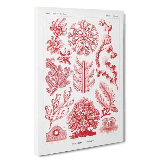 Florideae Red Algae by Ernst Haeckel - Wrapped Canvas Painting East Urban Home Size: 50cm H x 35cm W x 3cm D on Productcaster.